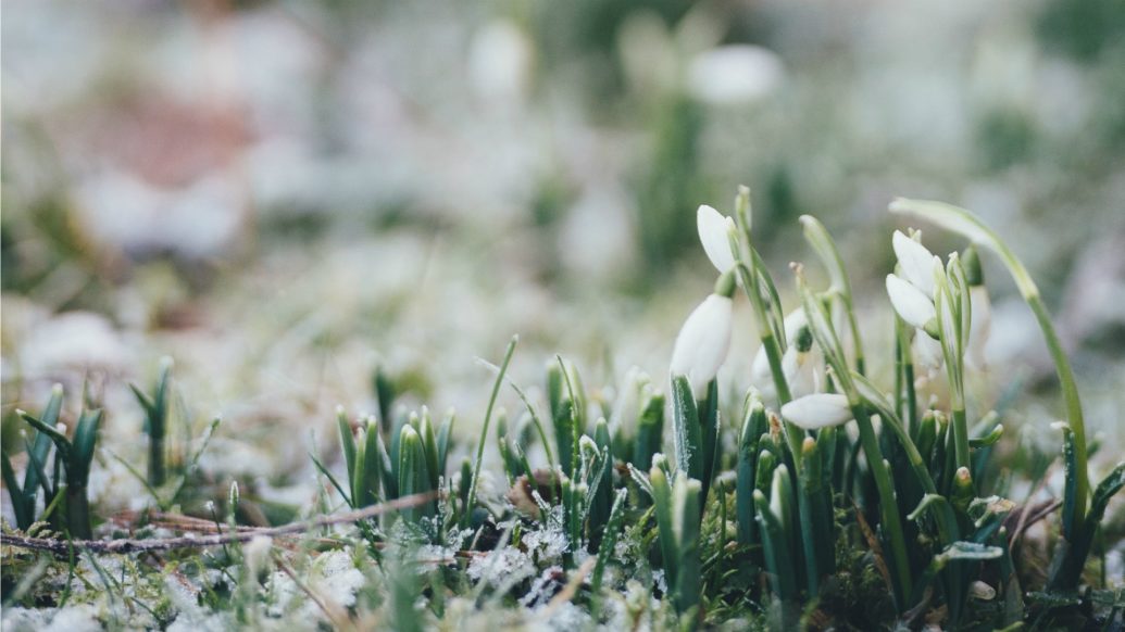 Snow Drops growing through frost covered ground